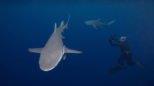 Changing Seas Director of Photography Sean Hickey films lemon sharks, one of the species protected from harvest in Florida. Photo credit: Changing Seas